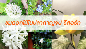 ชมดอกไม้ในปลากาญจน์ รีสอร์ท
